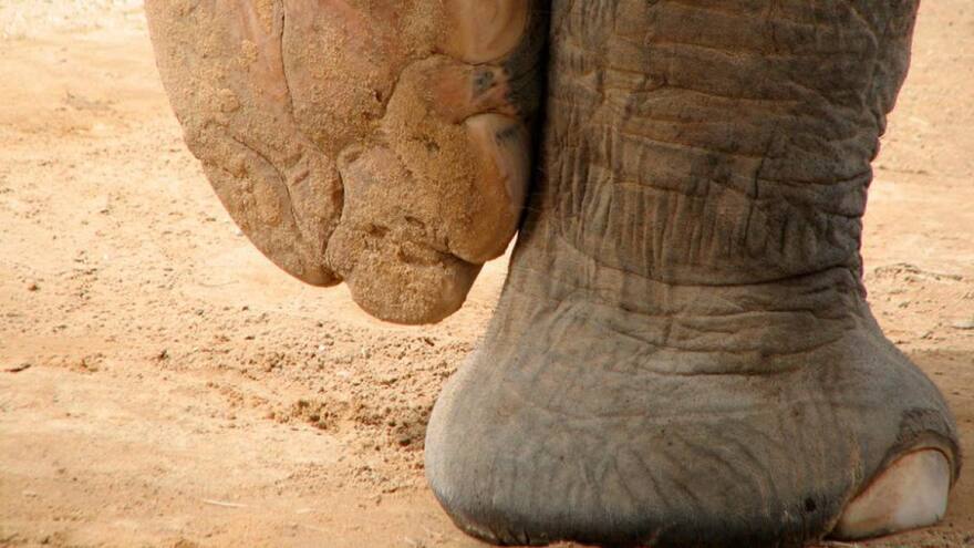 Biólogo colombiano muere pisoteado por elefante en parque nacional de Uganda