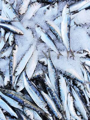 Sardina, alumbrar, tarajalludo | Columna de Enrique Dávila Martínez