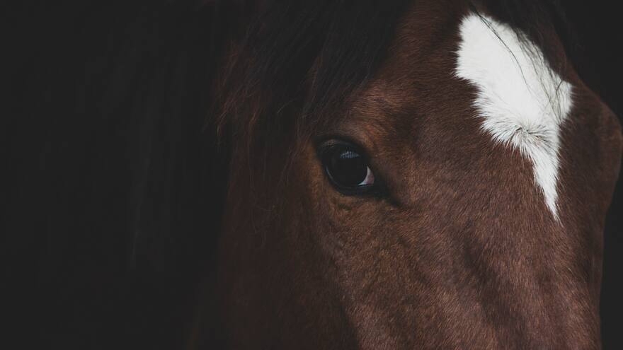 Sacrifican caballo en mercado de Riohacha; presumen que carne fue vendida