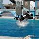 SeaWorld anuncia el final de su programa de cría de orcas