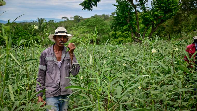 La Okra: el Oro verde que se cultiva en el Atlántico