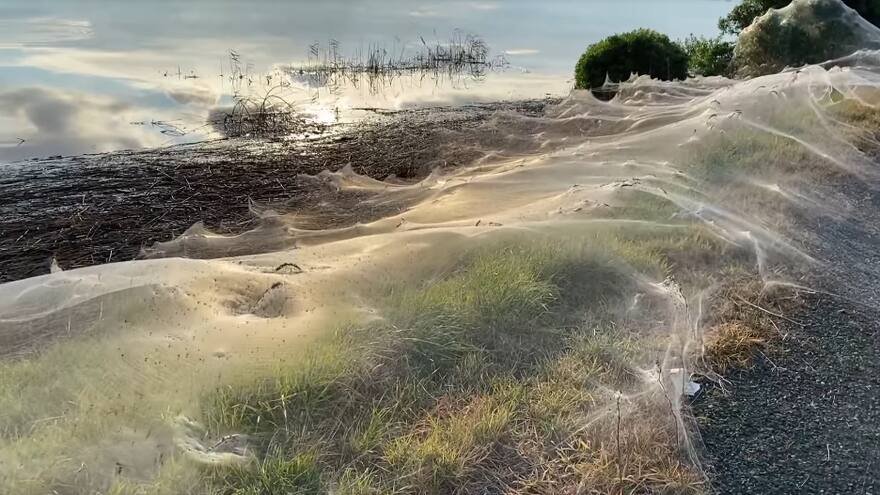 ¡Impresionante! Enorme manto de telaraña cubrió un campo en Australia