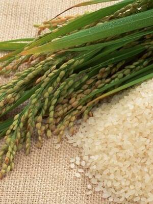 Como evitar la crisis arrocera