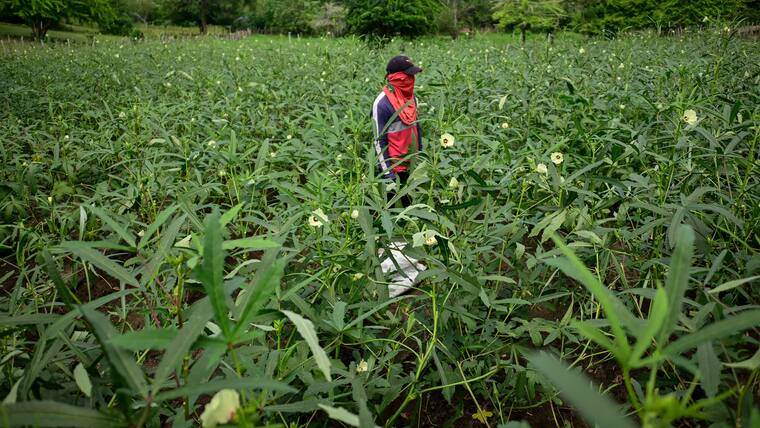 La Okra: el Oro verde que se cultiva en el Atlántico