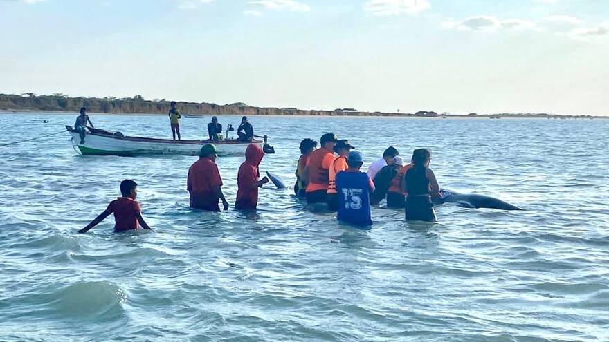 Dimar y Corpoguajira liberan a un ballenato encallado en Uribia, La Guajira