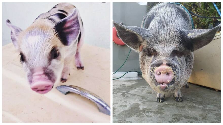Engañan a mujer con falso mini pig; alcanzó un peso de 250 kilogramos