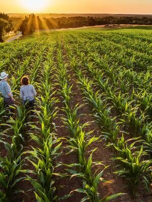 El agro de Fico (II) | Columna de Indalecio Dangond