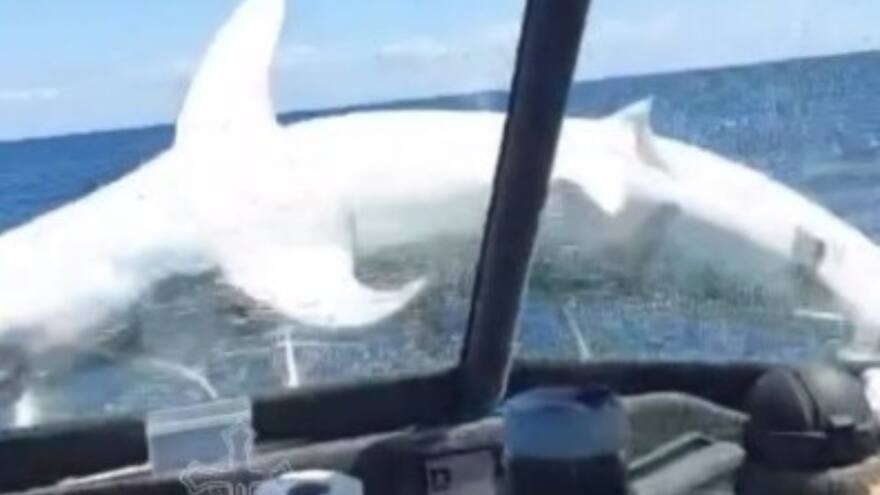 Video: tiburón asusta a tripulantes al caer a la proa de una embarcación