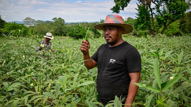 La Okra: el Oro verde que se cultiva en el Atlántico