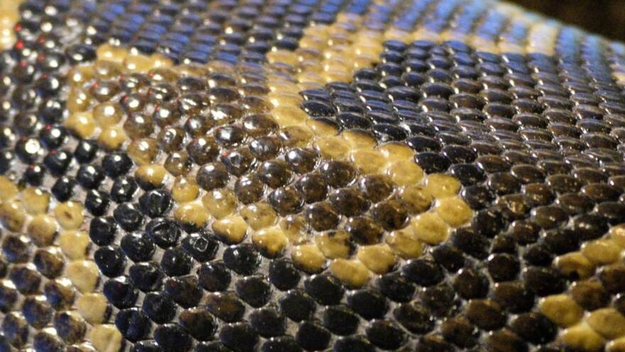 Hallan cuerpo sin vida de hombre en una casa con más de 200 reptiles