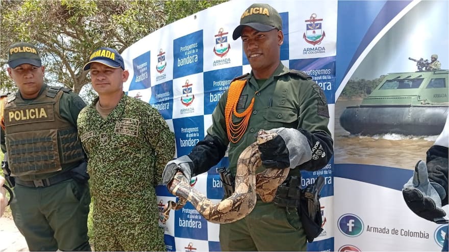 Encuentran a serpiente de casi dos metros en una vivienda de Magangué, Bolívar