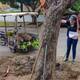 Barranquilla Verde sancionará a usuarios por talar árbol sin autorización