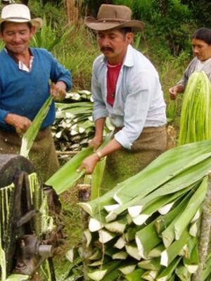 Política agrícola| columna de Indalecio Dangond