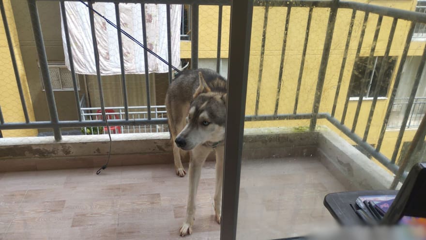 Multan y le prohíben tener animales a dueño de canino que era maltratado con dispositivo eléctrico en Soledad