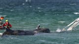 Transportan hacia mar abierto a la ballena jorobada que quedó varada en la costa alemana