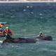 Transportan hacia mar abierto a la ballena jorobada que quedó varada en la costa alemana