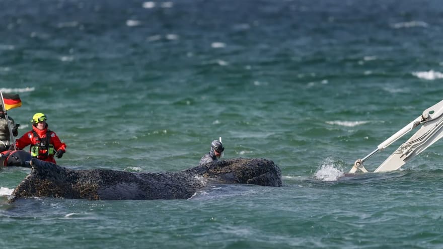 Transportan hacia mar abierto a la ballena jorobada que quedó varada en la costa alemana
