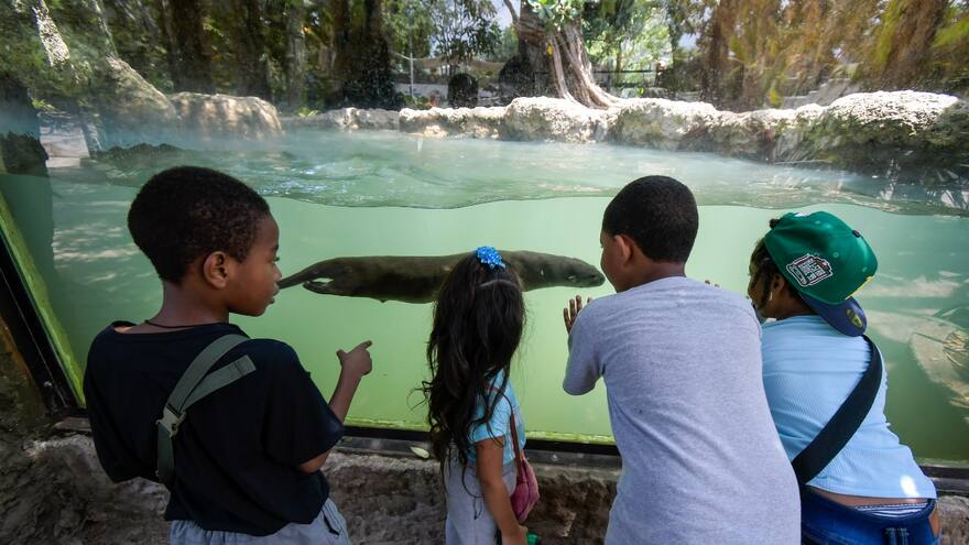Proyecto de ley acabaría con zoológicos y acuarios del país: Farah Ajami
