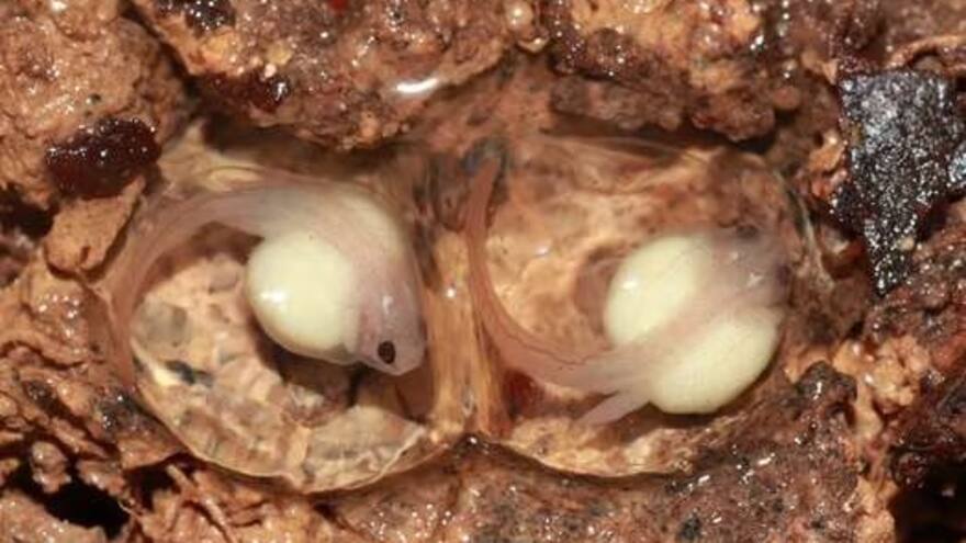 Descubren tres nuevas especies de 'ranas invisibles' en la Amazonía colombiana