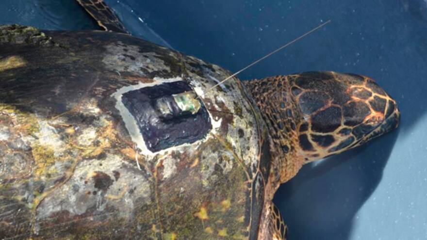 No se sabe nada de Wayurey, la tortuga que era monitoreada satelitalmente
