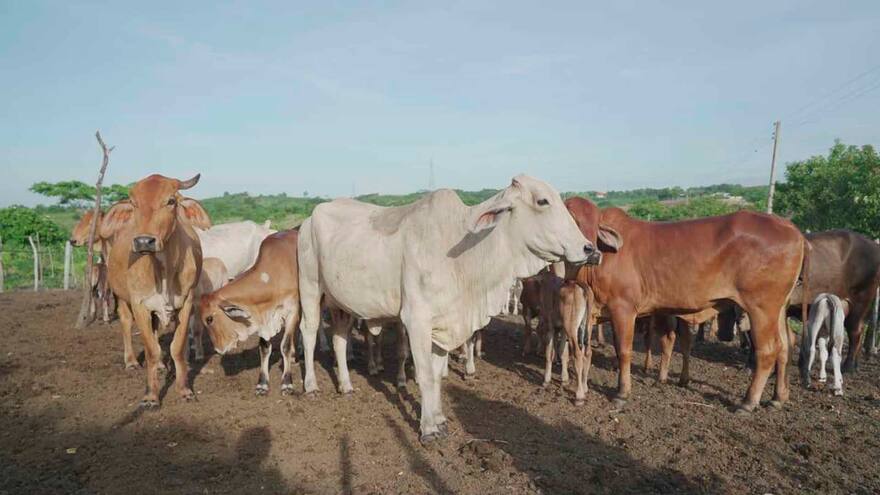 Porcicultura y ganadería, los negocios de los reincorporados en Sucre