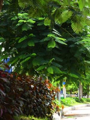 Barranquilla ciudad árbol | Columna de Orlando Caballero Díaz