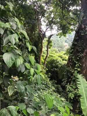 Detrás de la cortina