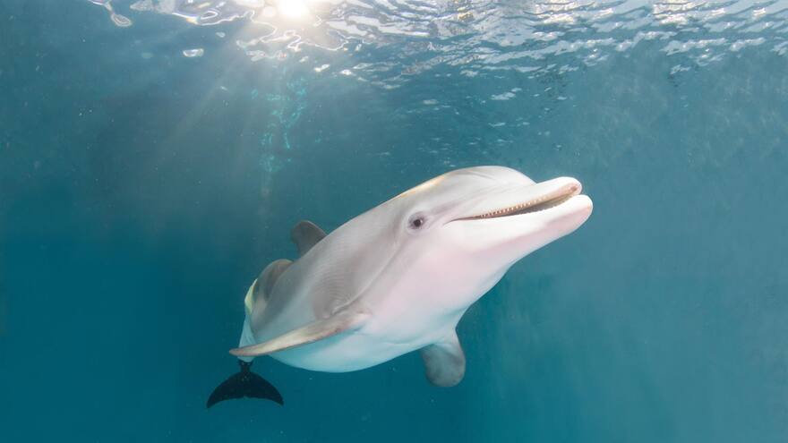 Muere la delfín Winter, inspiradora de la película 'Dolphin Tale'