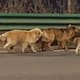Video: siete perros escaparon de traficantes y recorrieron 17 kilómetros para volver a casa