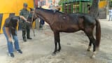 Capturan en Soledad a un hombre por maltrato animal: obligaba a un caballo herido a trabajar