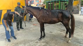Capturan en Soledad a un hombre por maltrato animal: obligaba a un caballo herido a trabajar