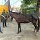 Capturan en Soledad a un hombre por maltrato animal: obligaba a un caballo herido a trabajar
