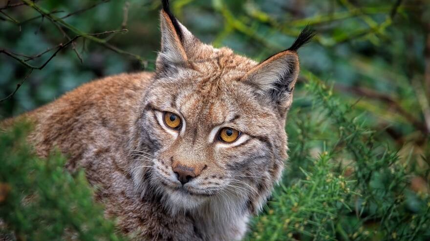 El lince ibérico, la especie que deja de estar en peligro de extinción y pasa a ser como 'vulnerable'
