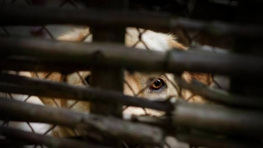 En Colombia se han registrado 61 casos de abuso sexual a perros: Gelma