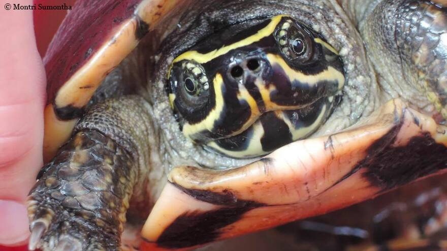 Estas son algunas de las 115 nuevas especies encontradas en Mekong en 2016