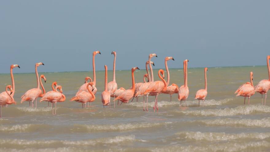 La Guajira: flamencos rosados y otras aves han muerto por choque contra redes de energía