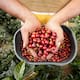 Producción de café se redujo 13 % en el último año