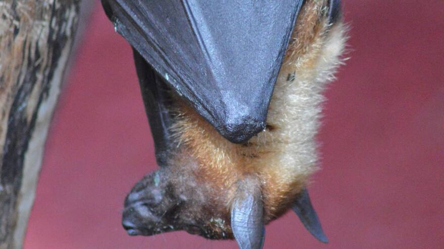 Descubren una nueva especie de murciélago en una cordillera de Ecuador