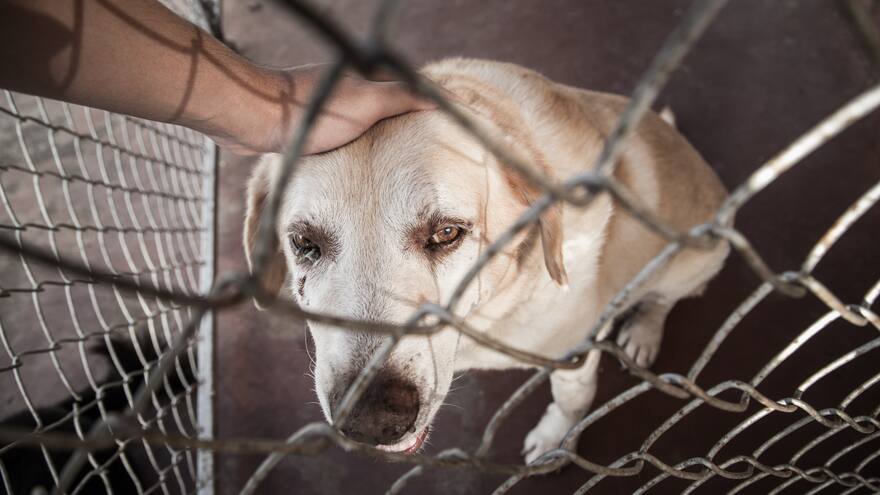 Así investiga la Fiscalía un caso de maltrato o muerte de un animal