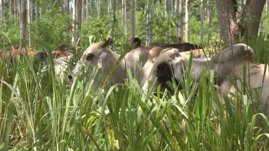 La vaca, ‘enemiga’ del clima, pero indispensable para la biodiversidad