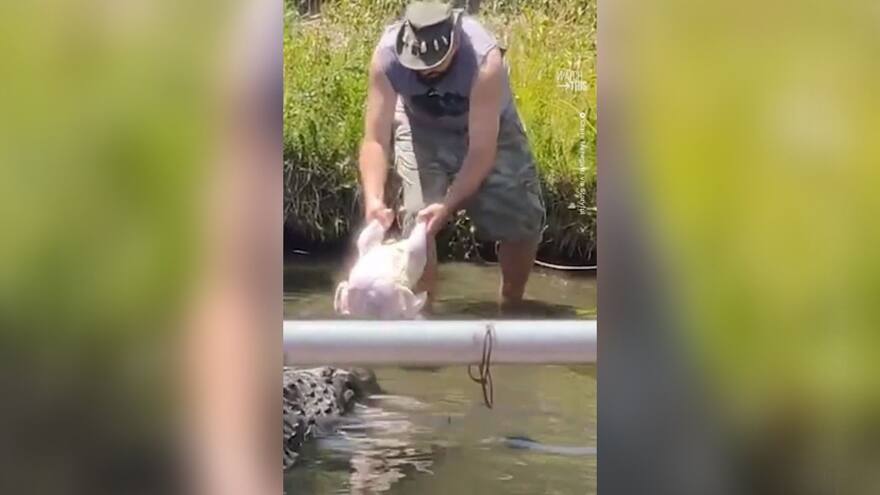 Video: caimán gigante por poco devora a su cuidador mientras le daba comida