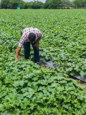 Agricultura regenerativa | Columna de Claudio Muñoz Rojas