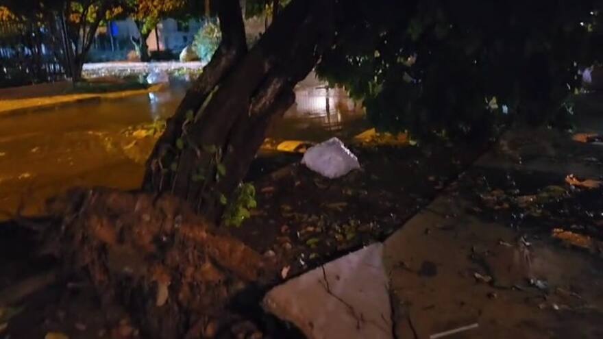 Cesar: fuerte vendaval en Valledupar causó caídas de árboles