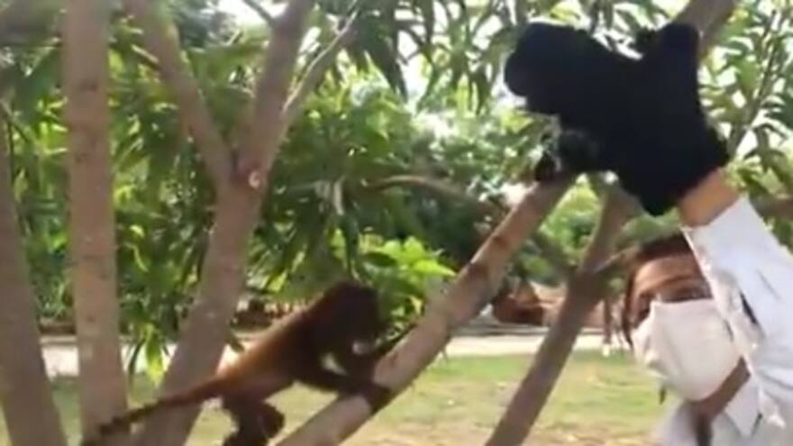 En video | Con peluches, enseñan a monos huérfanos a trepar árboles