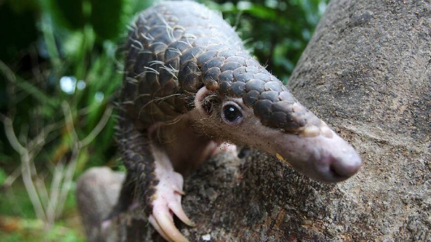 Coronavirus actual no saltó de los pangolines a humanos, según estudio