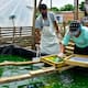 Espirulina, otra oportunidad de negocio en Galapa