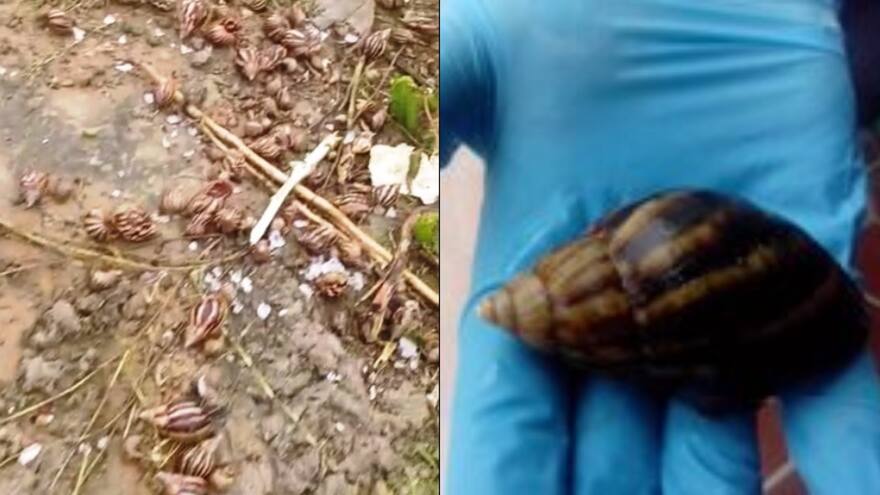 Presencia del caracol gigante africano causa alarma en Maicao, La Guajira