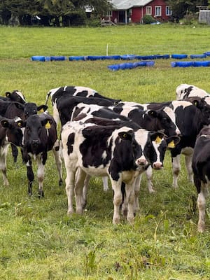 Carne y Leche: mundos y riesgos diferentes