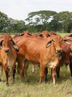 Las cartas sobre la mesa