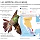 México impulsa jardines urbanos para conservar colibríes